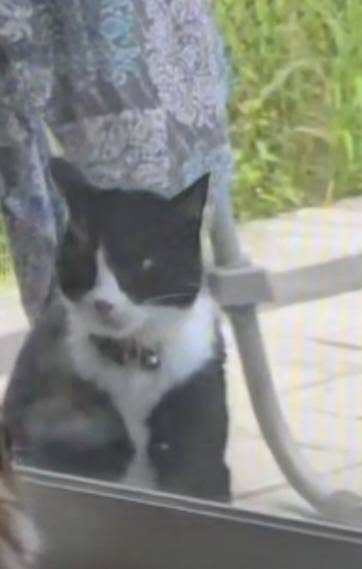 Found cat