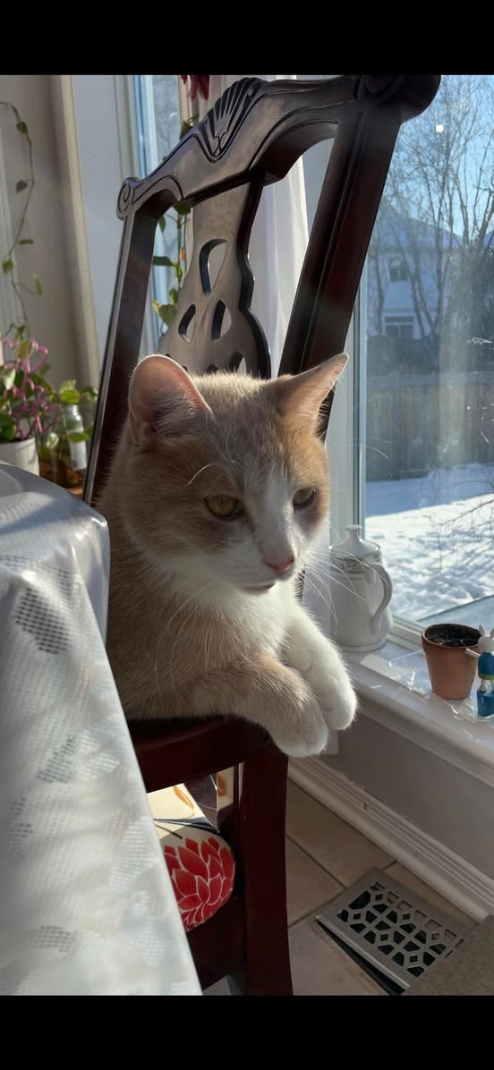 Lost Cat in Orleans