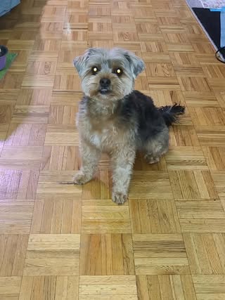 Found dog