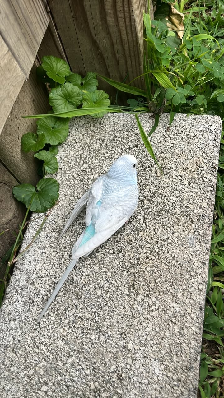 Found budgie