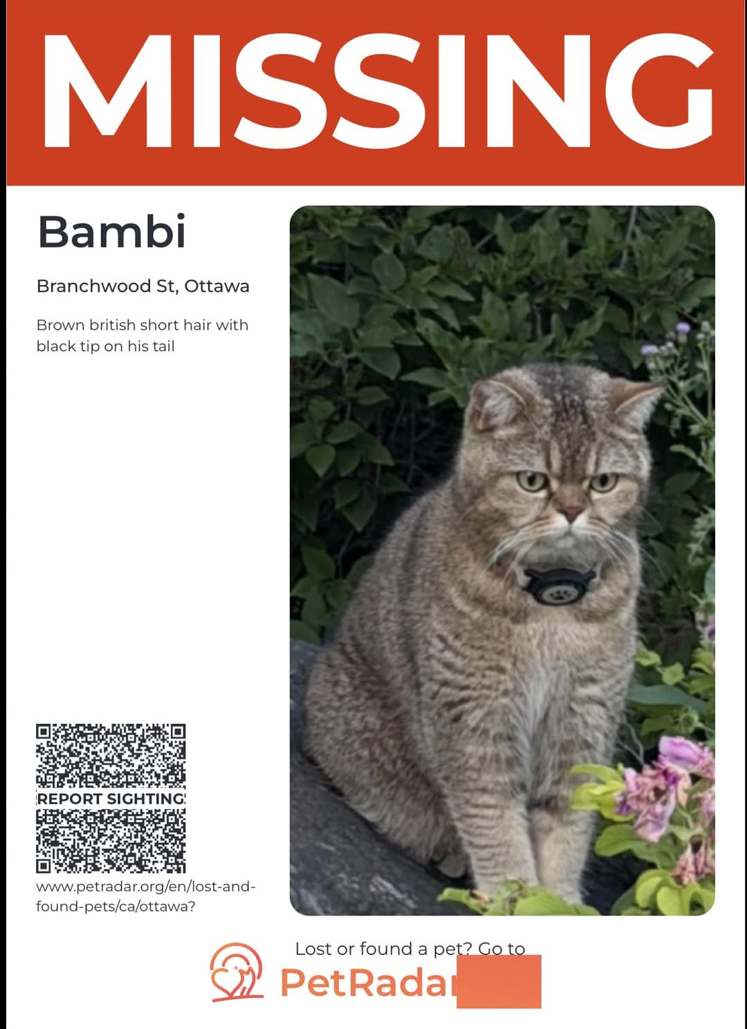 Lost Cat in Ottawa