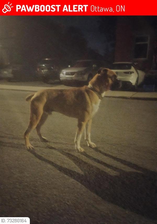 Lost Dog in Wellington