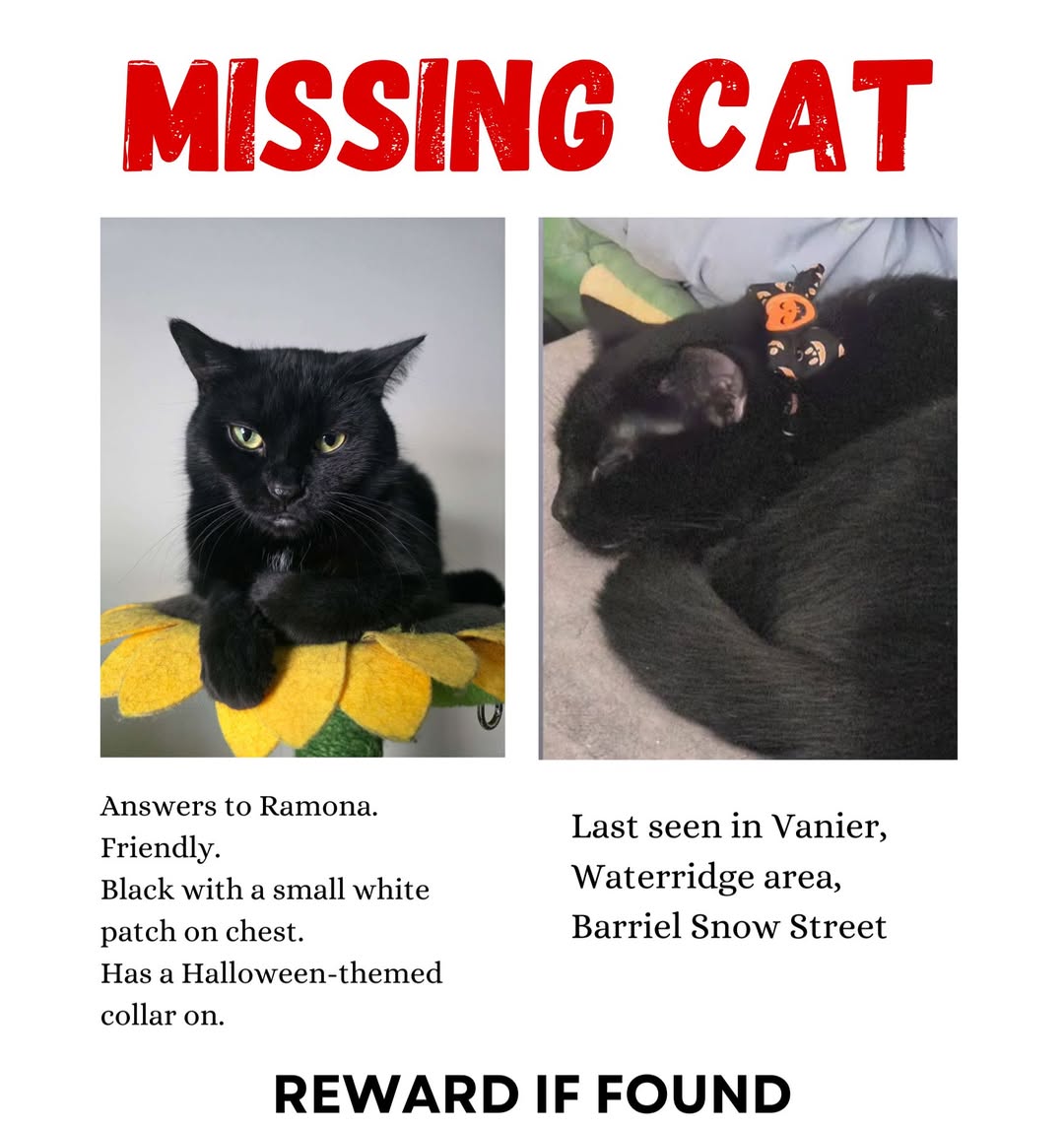 Lost cat
