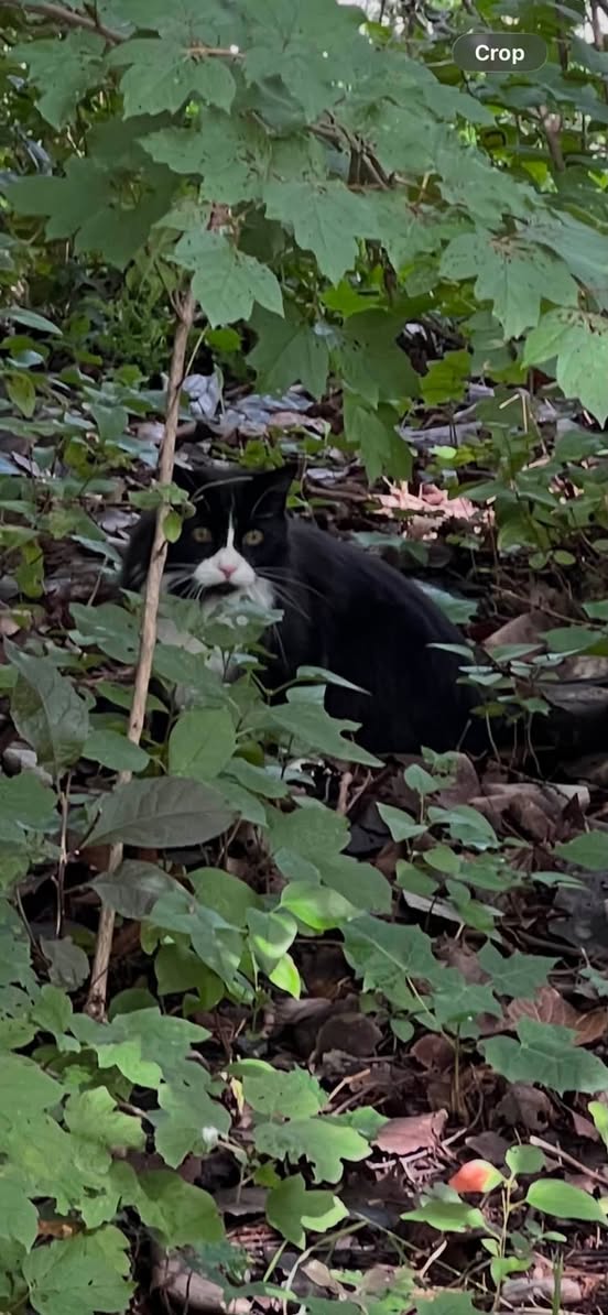 Found cat