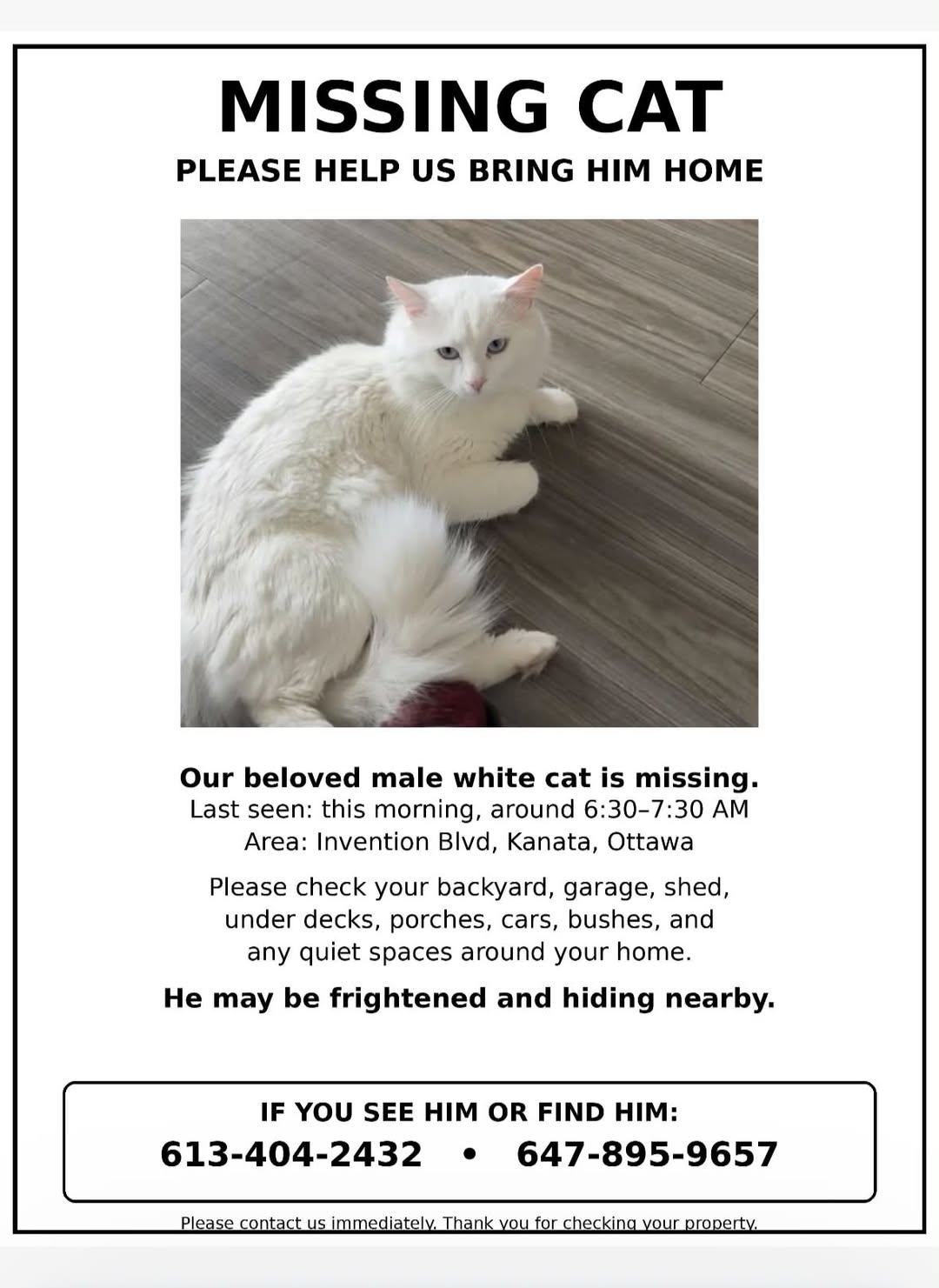 Lost Cat in Kanata