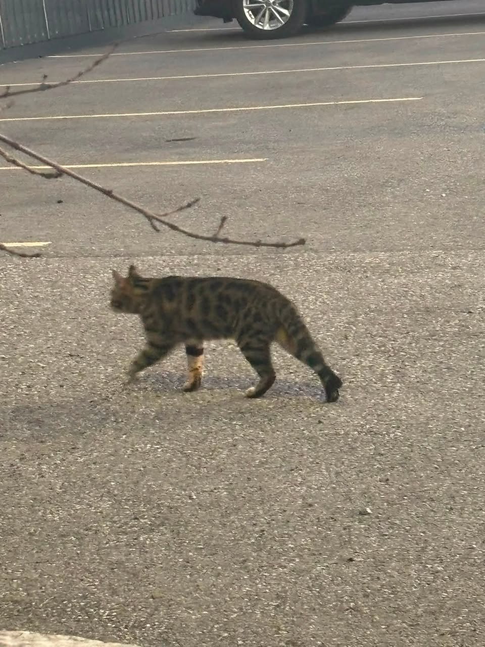 Found Cat in Value Buds