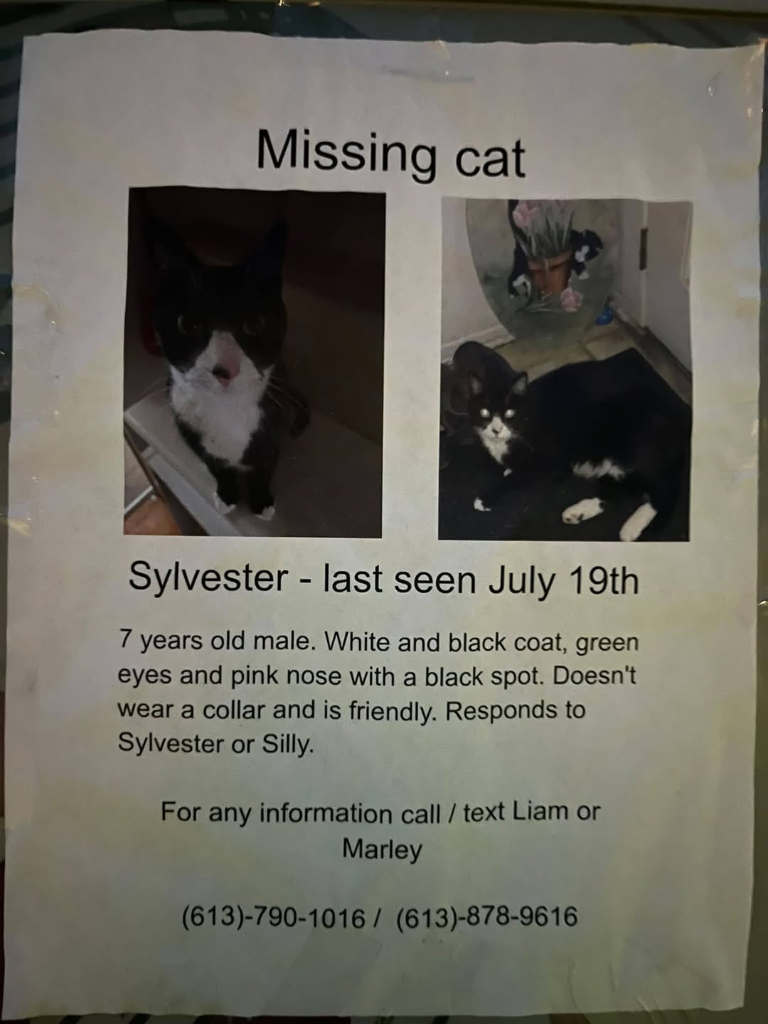 Lost Cat in Ottawa