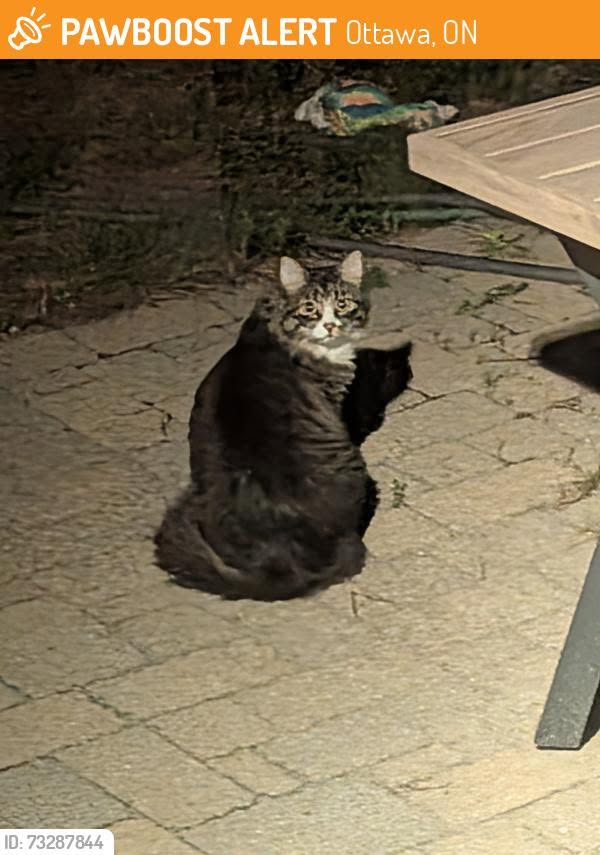 Found Cat in Ottawa