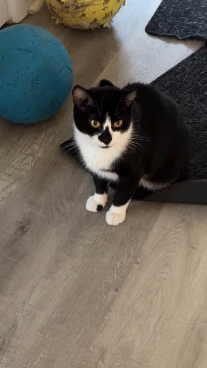 Lost Cat in Ottawa