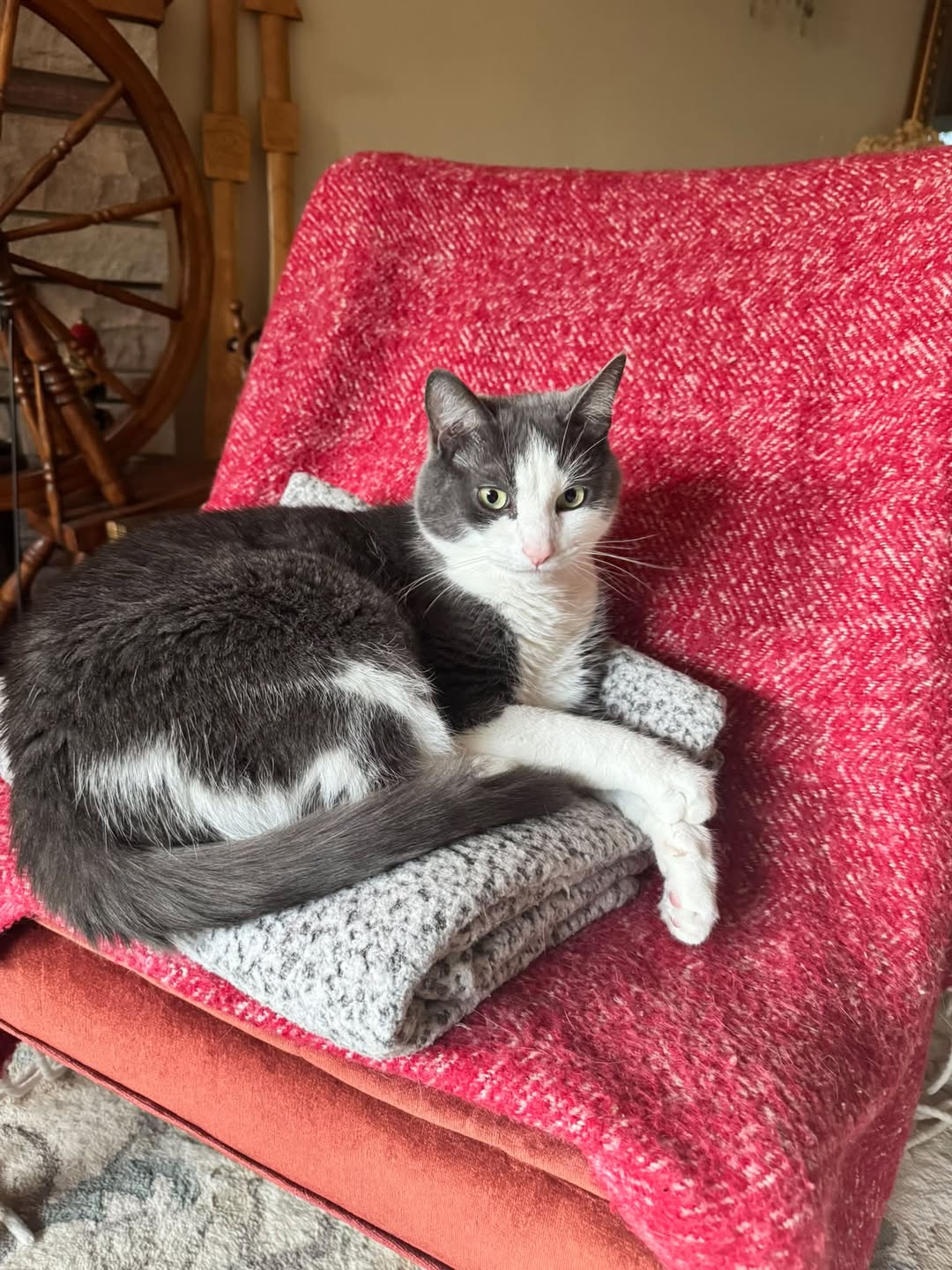 Lost cat