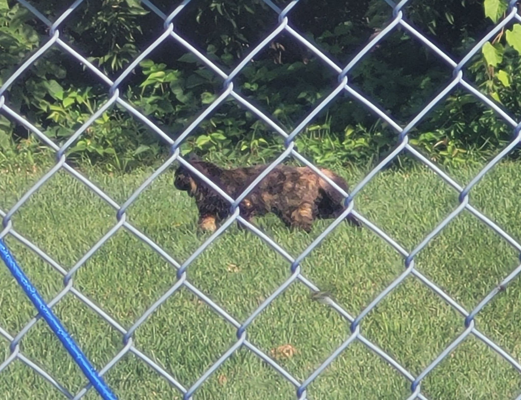 Found Cat in Ottawa