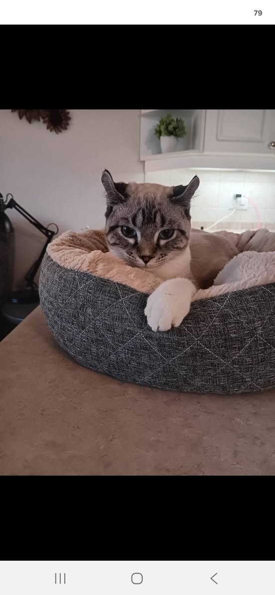 Lost Cat in Carleton Place