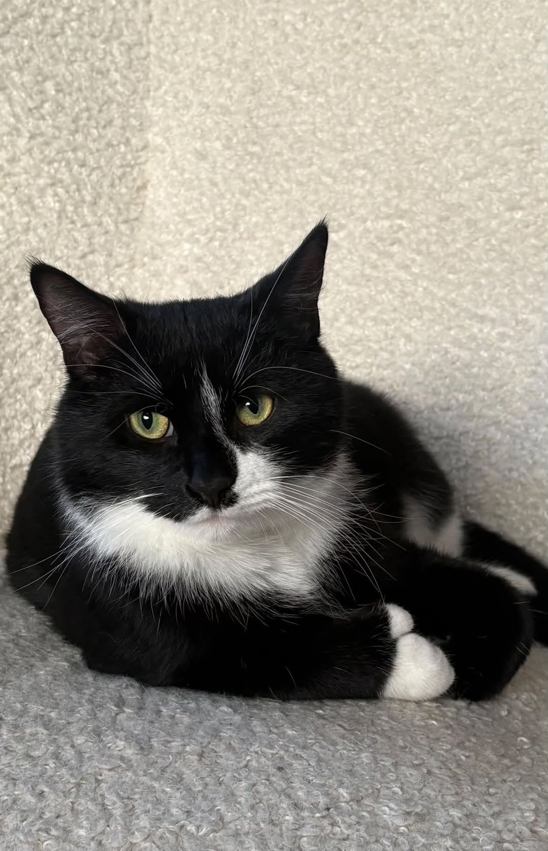 Lost Cat in Uppsala