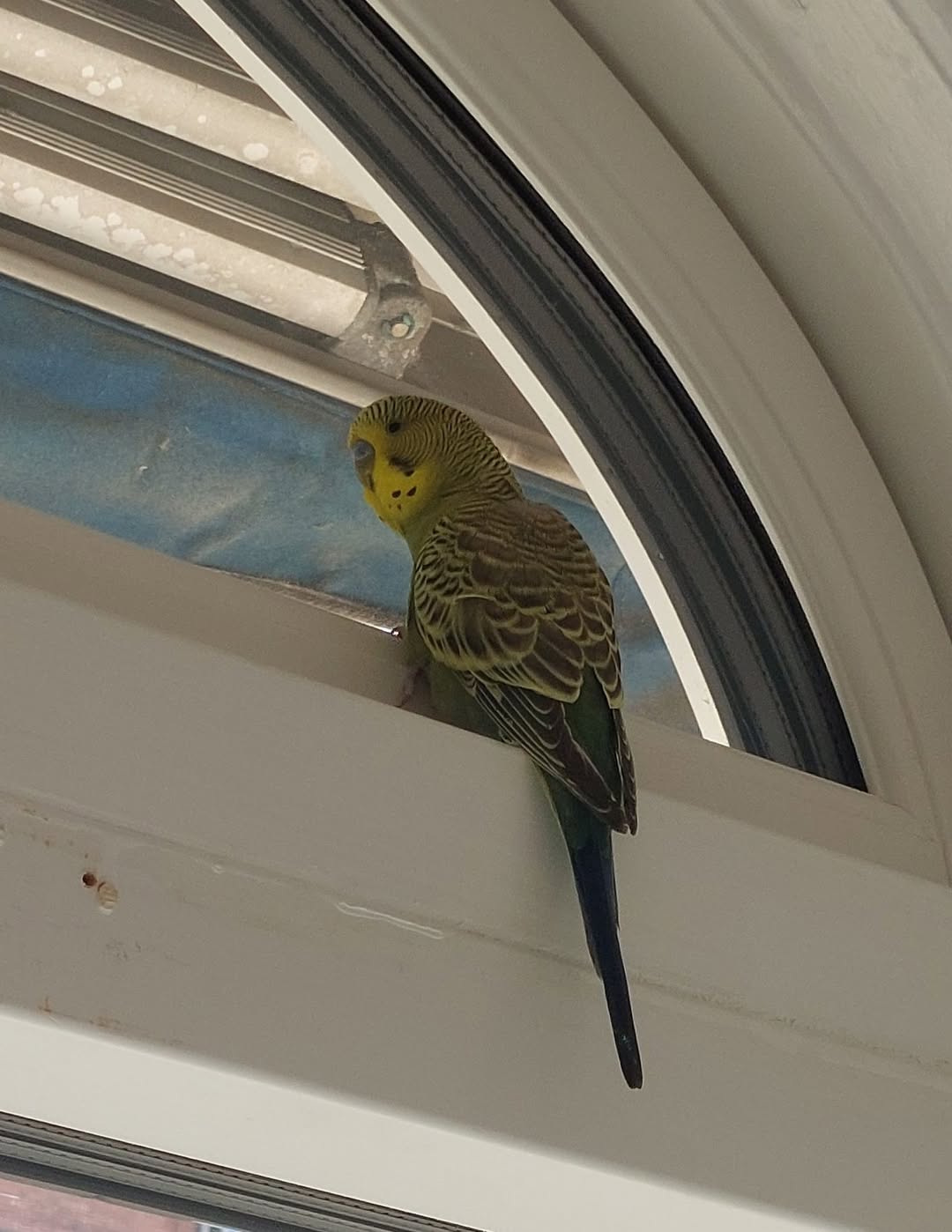Found budgie