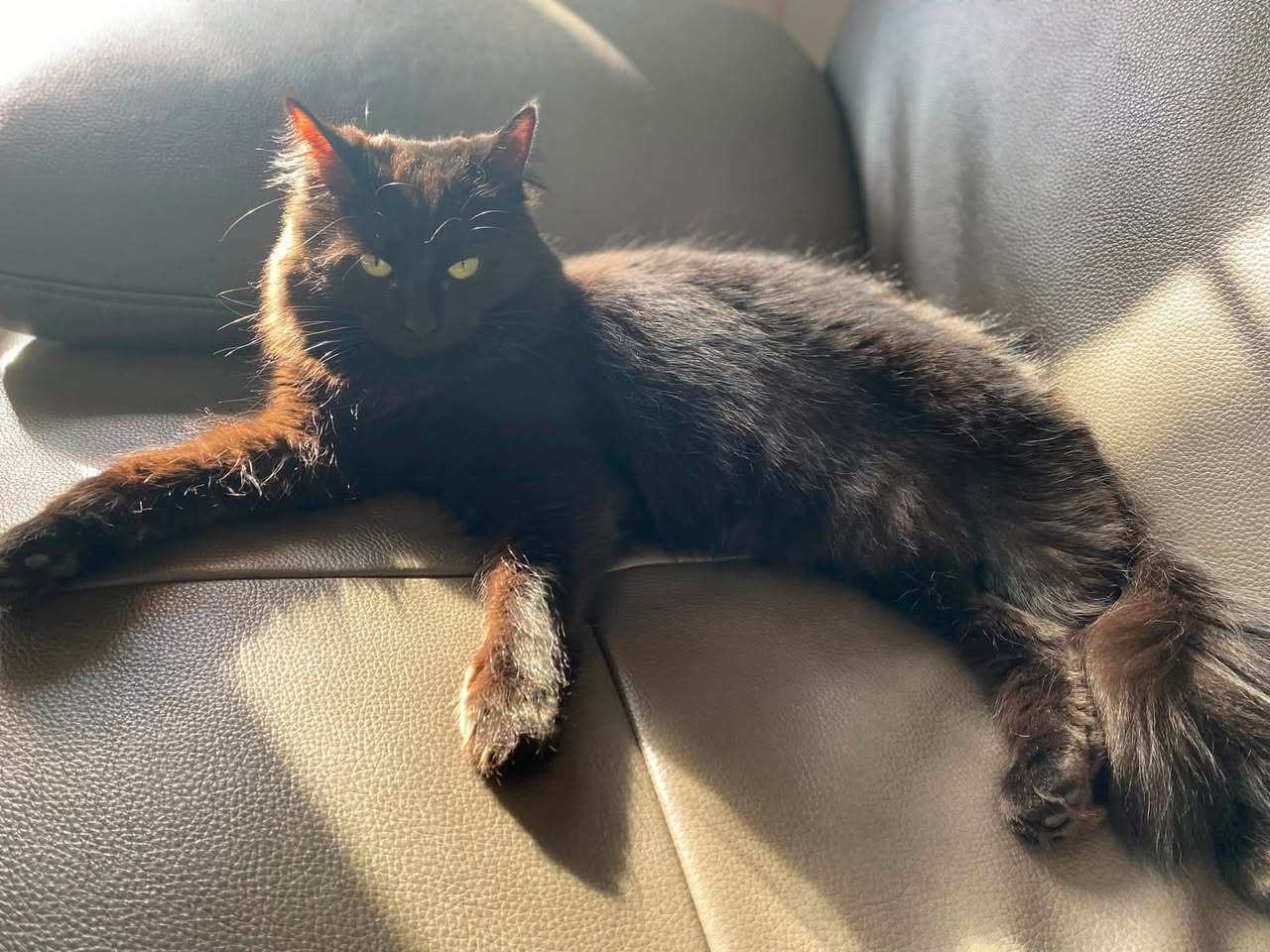 Lost Cat in Ottawa