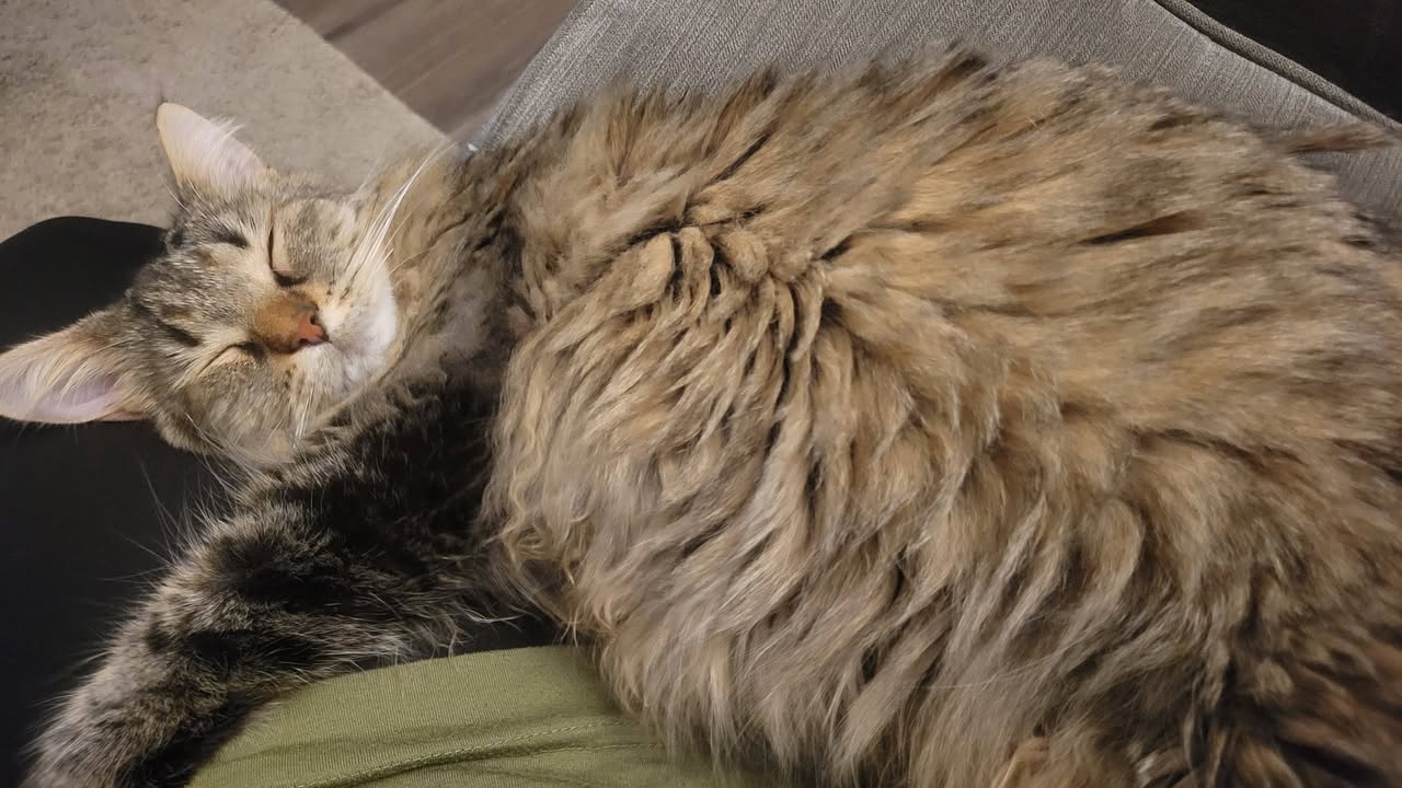 Lost Cat in Ottawa