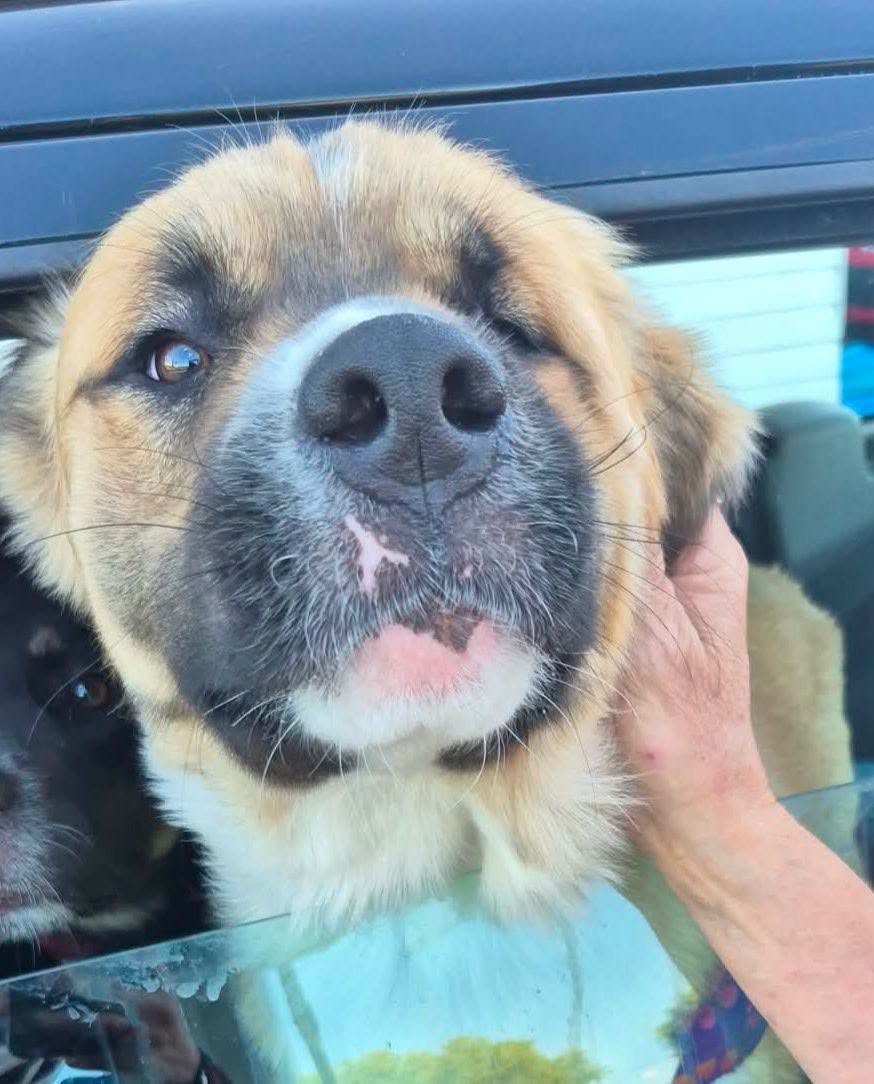 Lost Dog in Alexandria