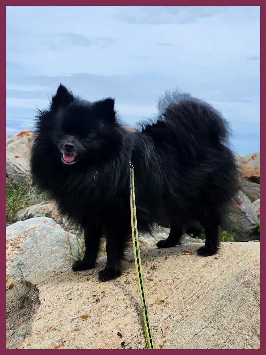 Lost Dog in Bryson
