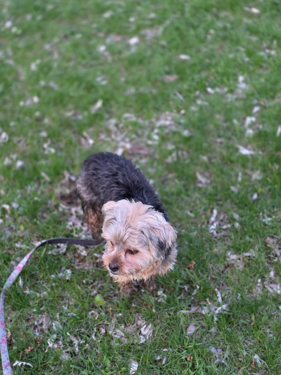 Lost Dog in Ottawa