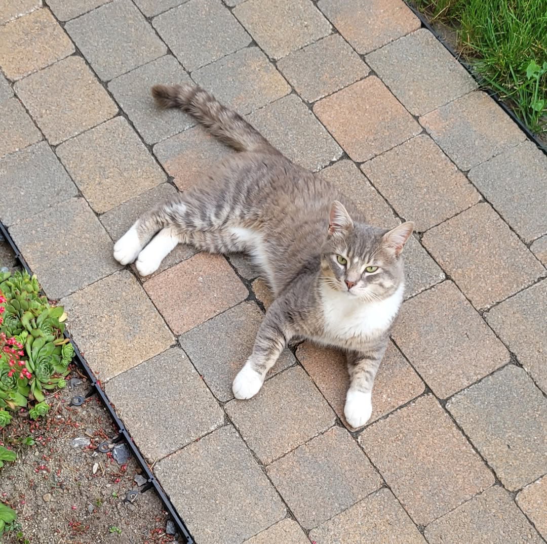 Lost cat