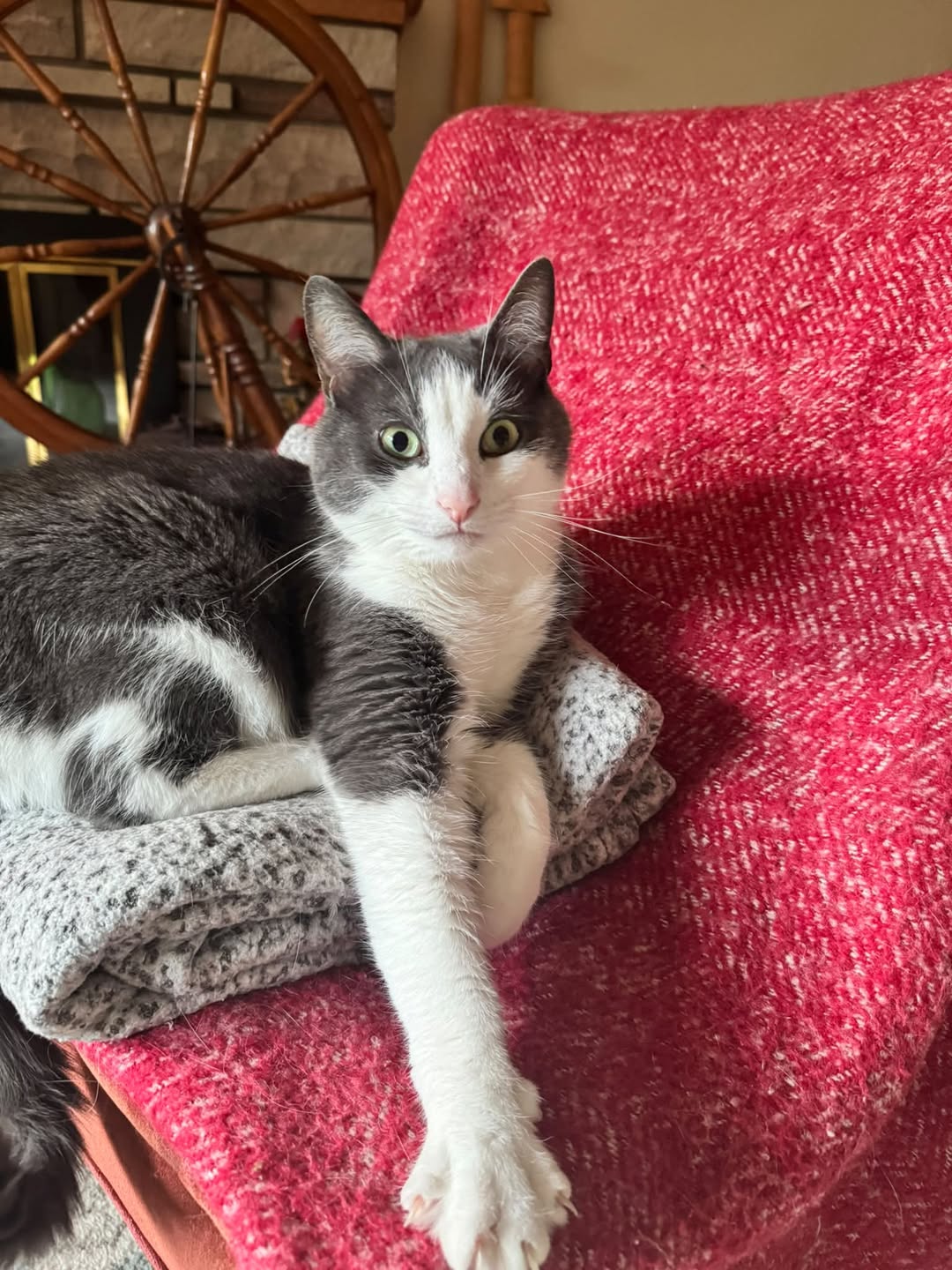 Lost cat