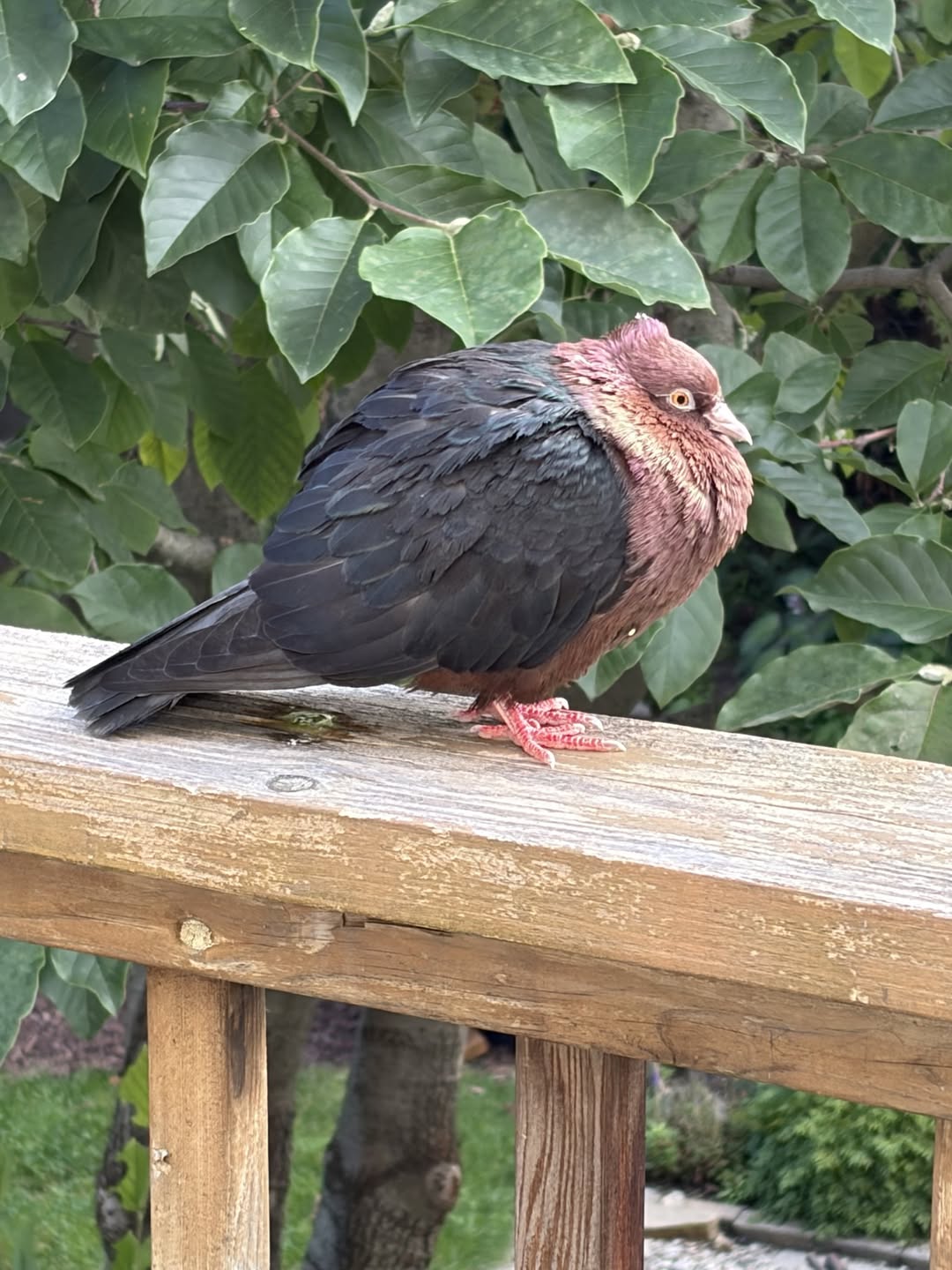 Found bird