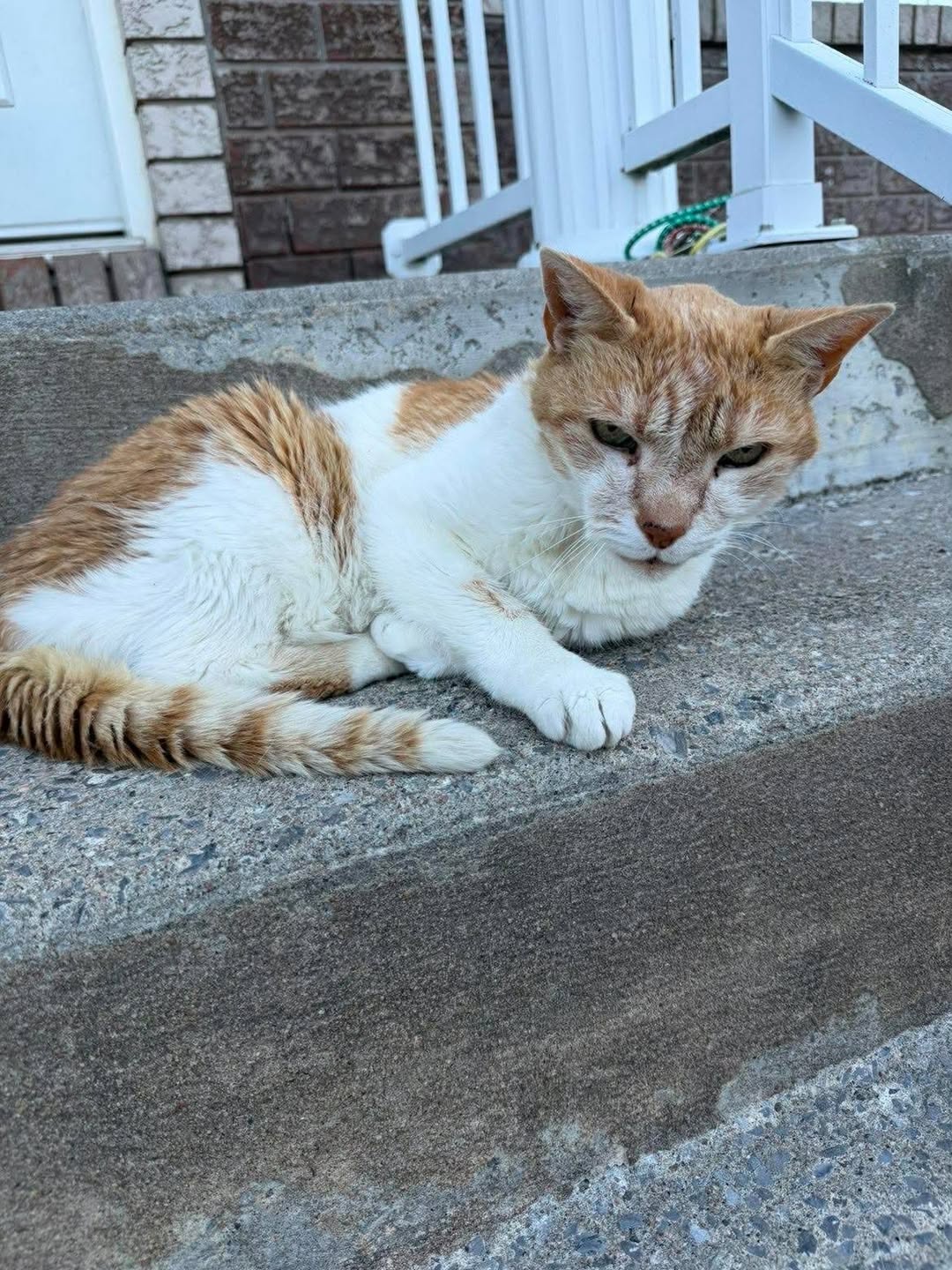Lost Cat in Hull