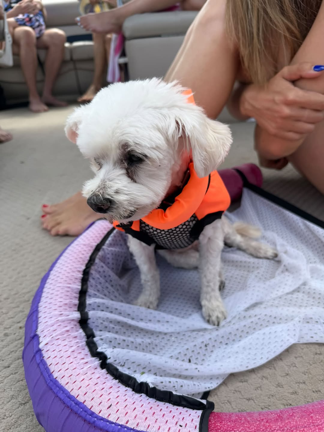 Lost dog