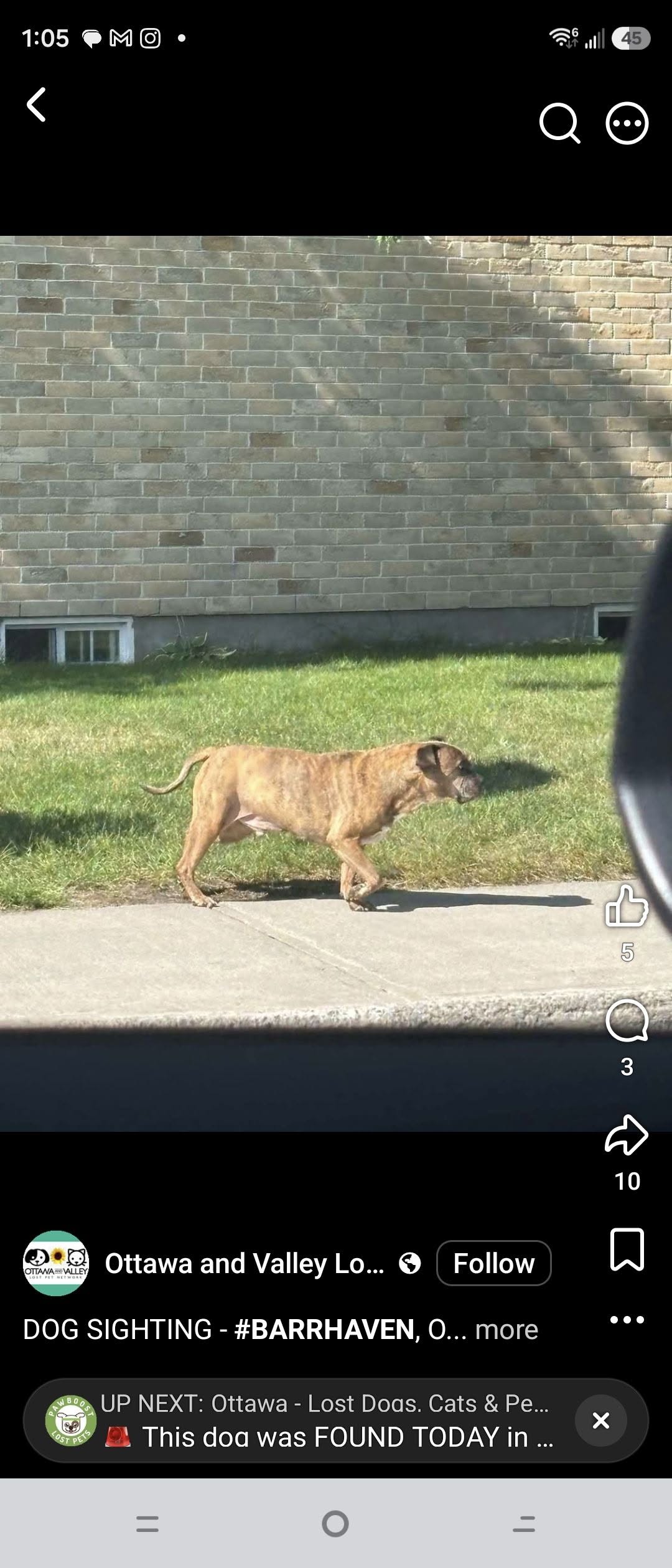 Found dog