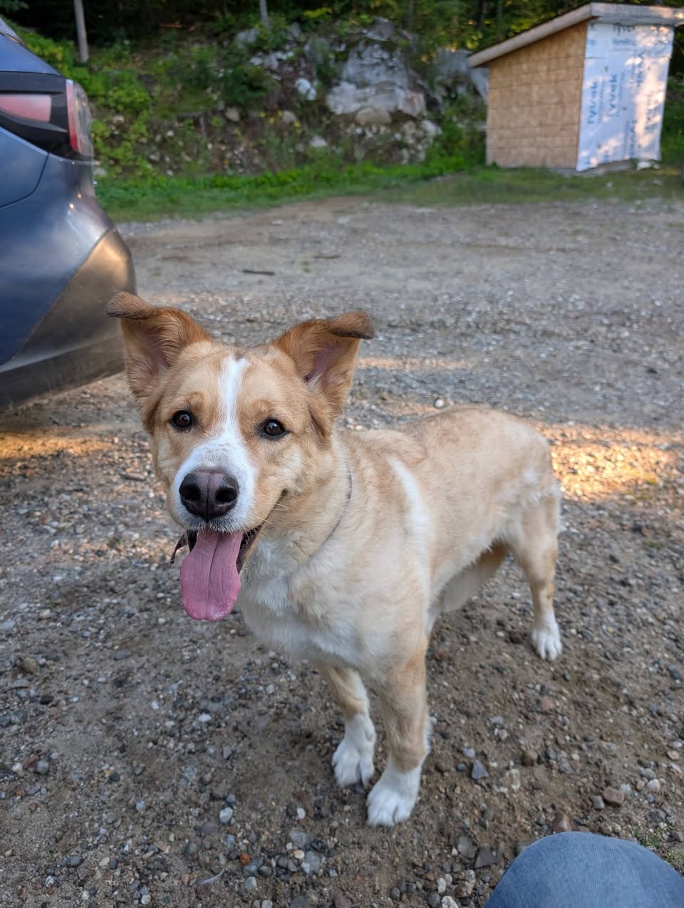 Found Dog in Chemin Du Fort