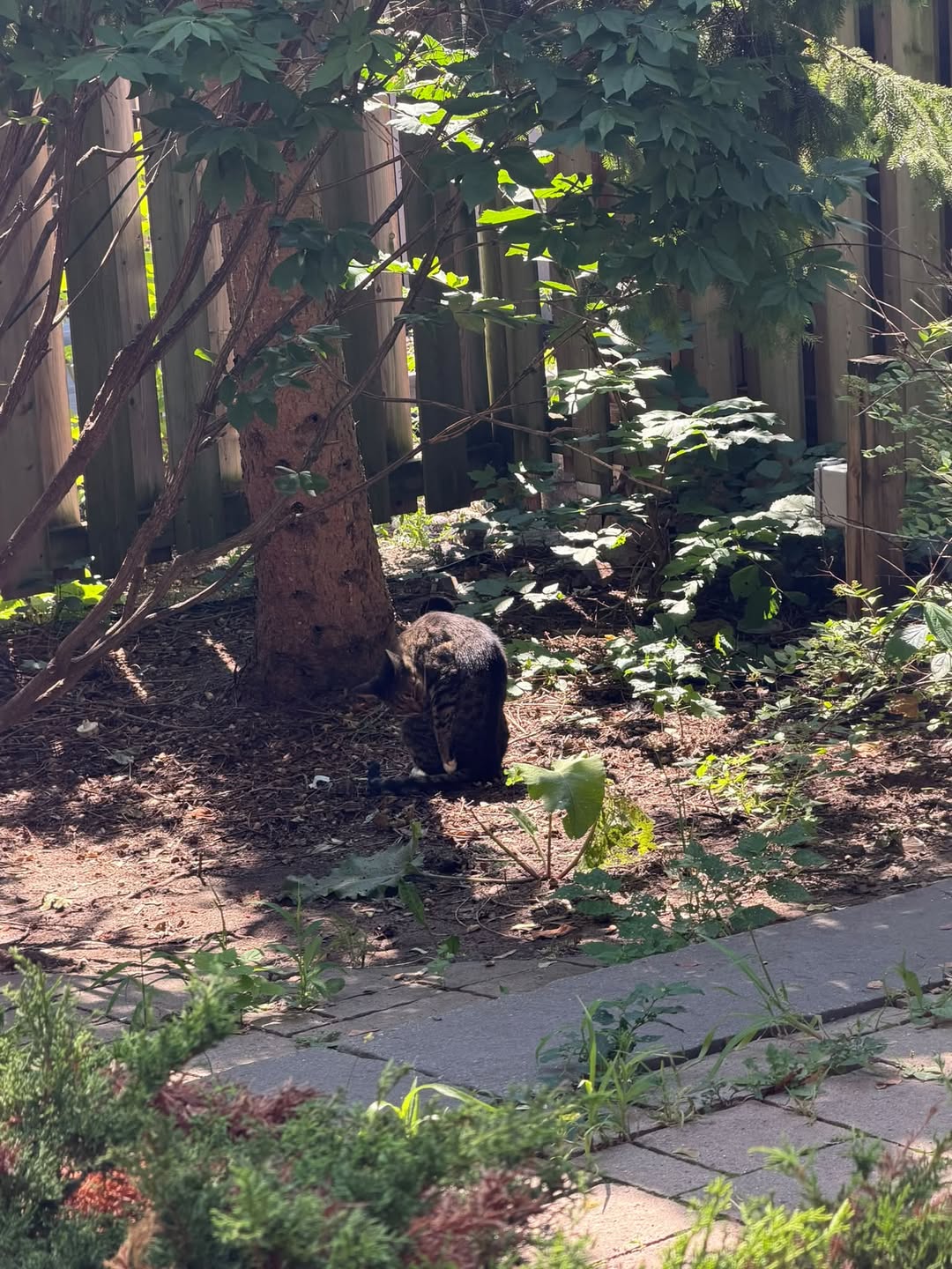Found Cat in Chinatown