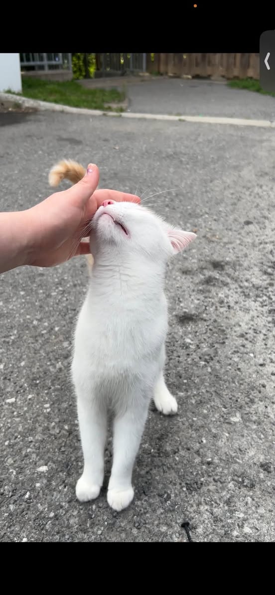 Found Cat in Ottawa