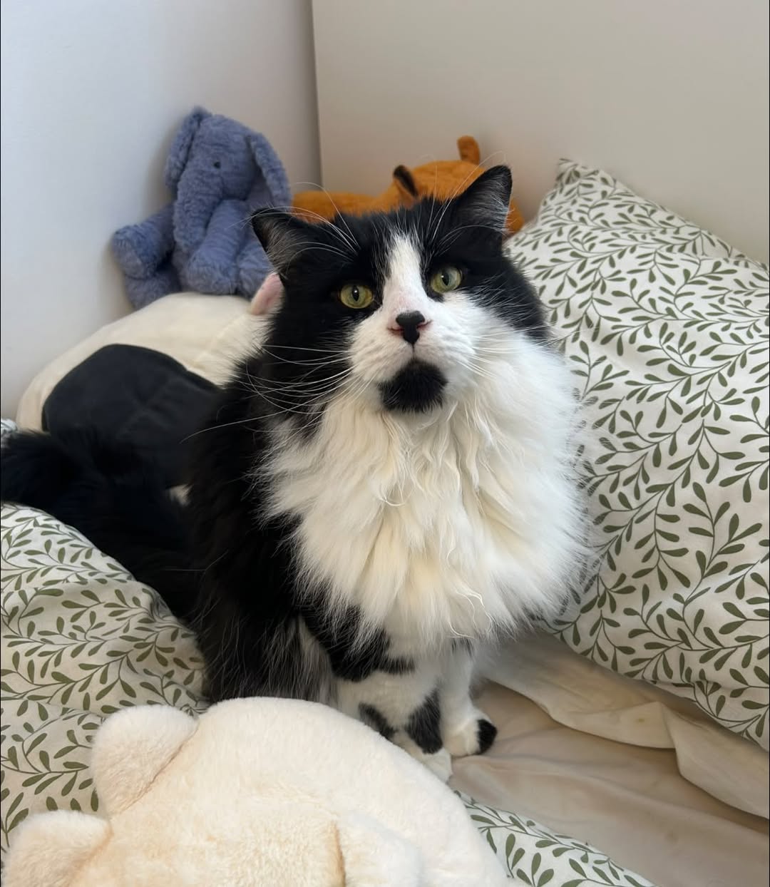 Lost Cat in Ottawa