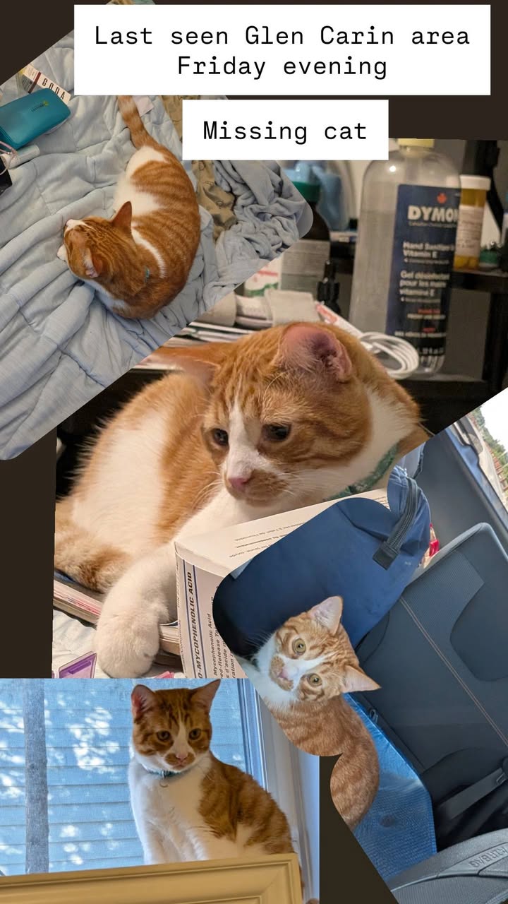 Lost cat