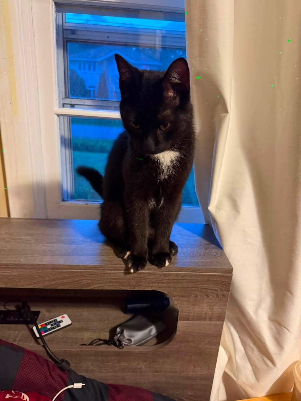 Found Cat in Ottawa