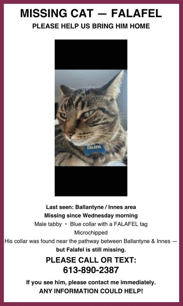 Lost Cat in OrléAns