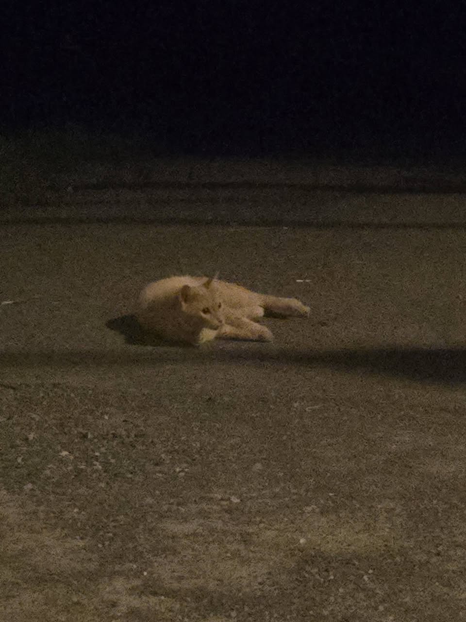 Found Cat in Ottawa