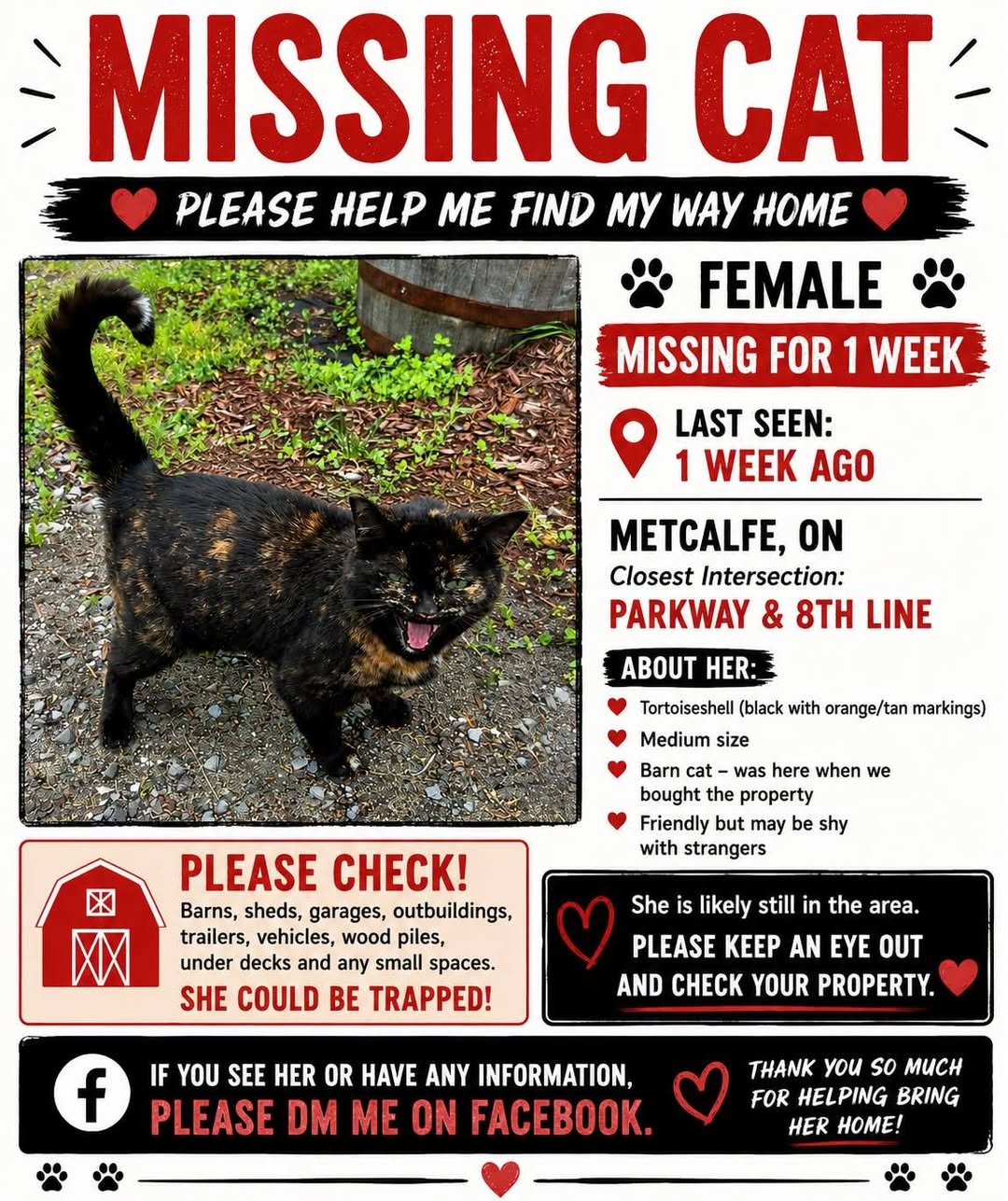 Lost Cat in Metcalfe