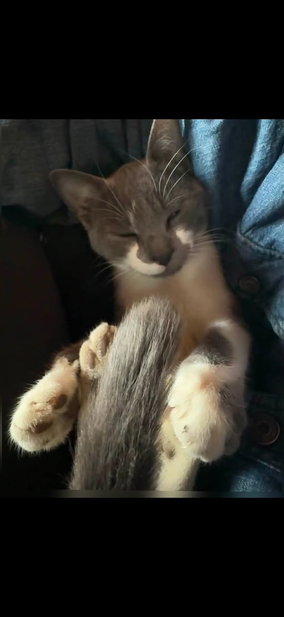 Lost cat