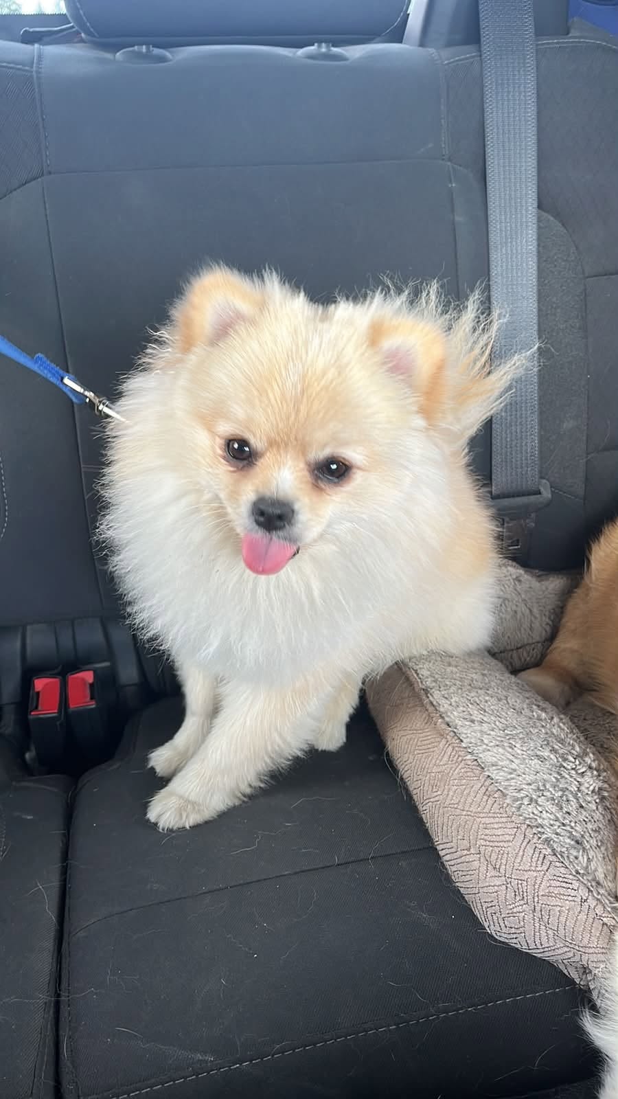 Lost Dog in Rue Eddy