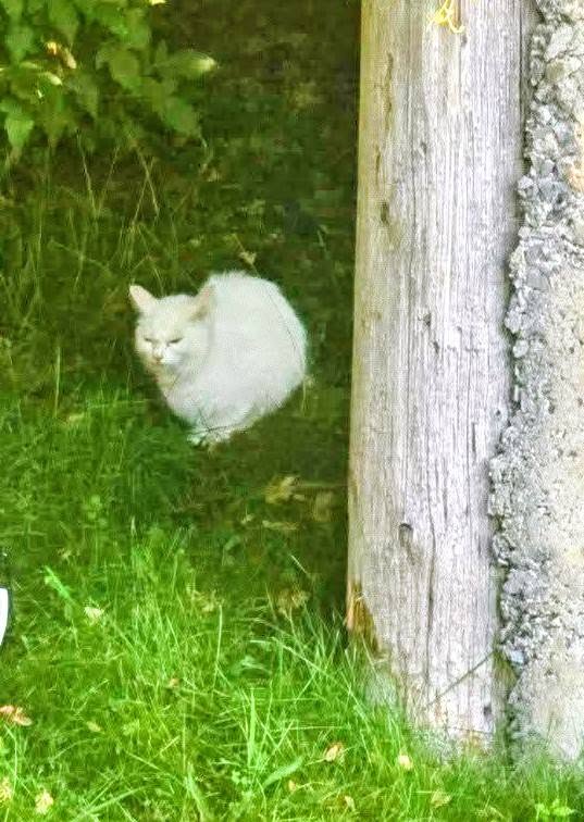 Found Cat in Ottawa