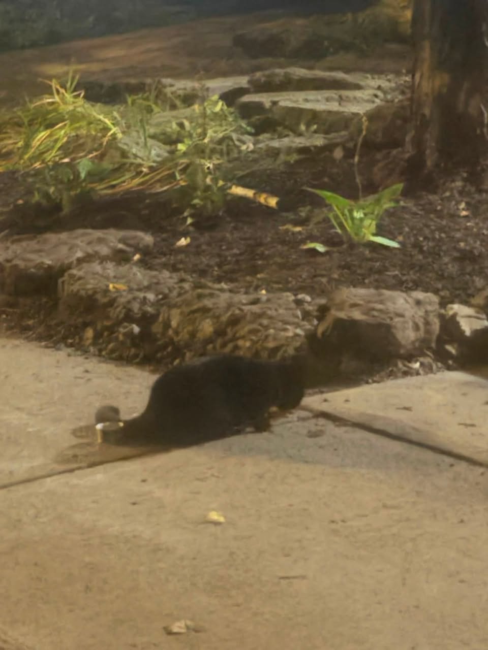 Found Cat in Ottawa