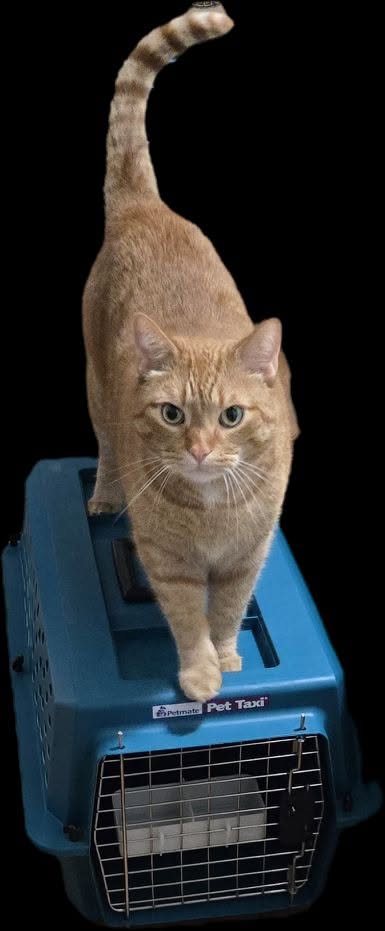 Lost cat
