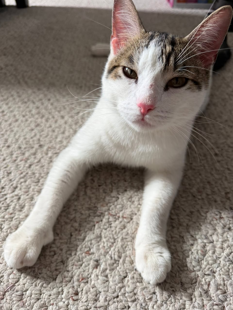 Found Cat in Elmvale Acres