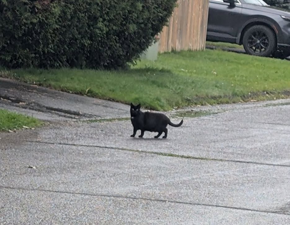 Found Cat in Ballantrae And Rotheasy