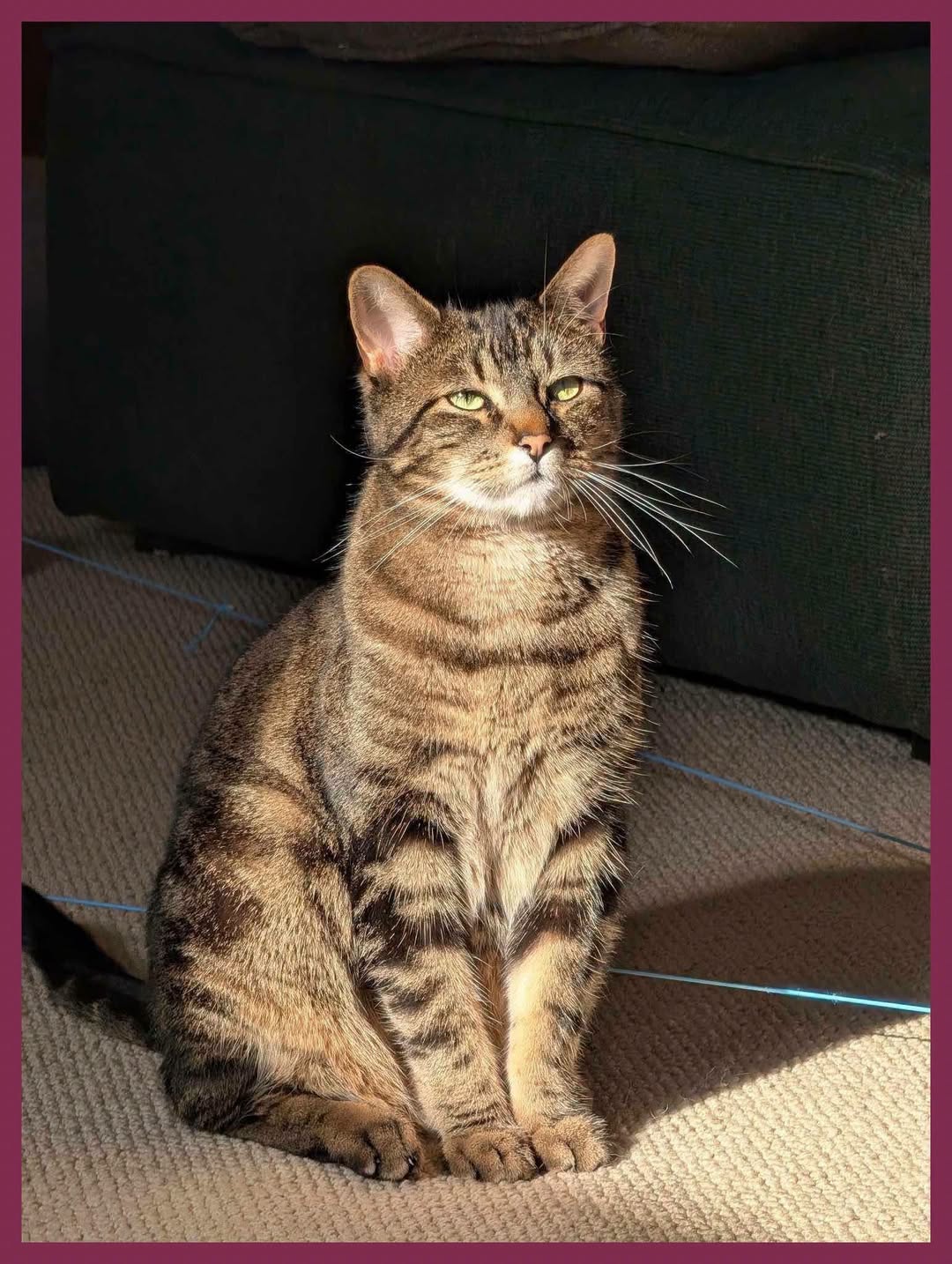 Lost cat