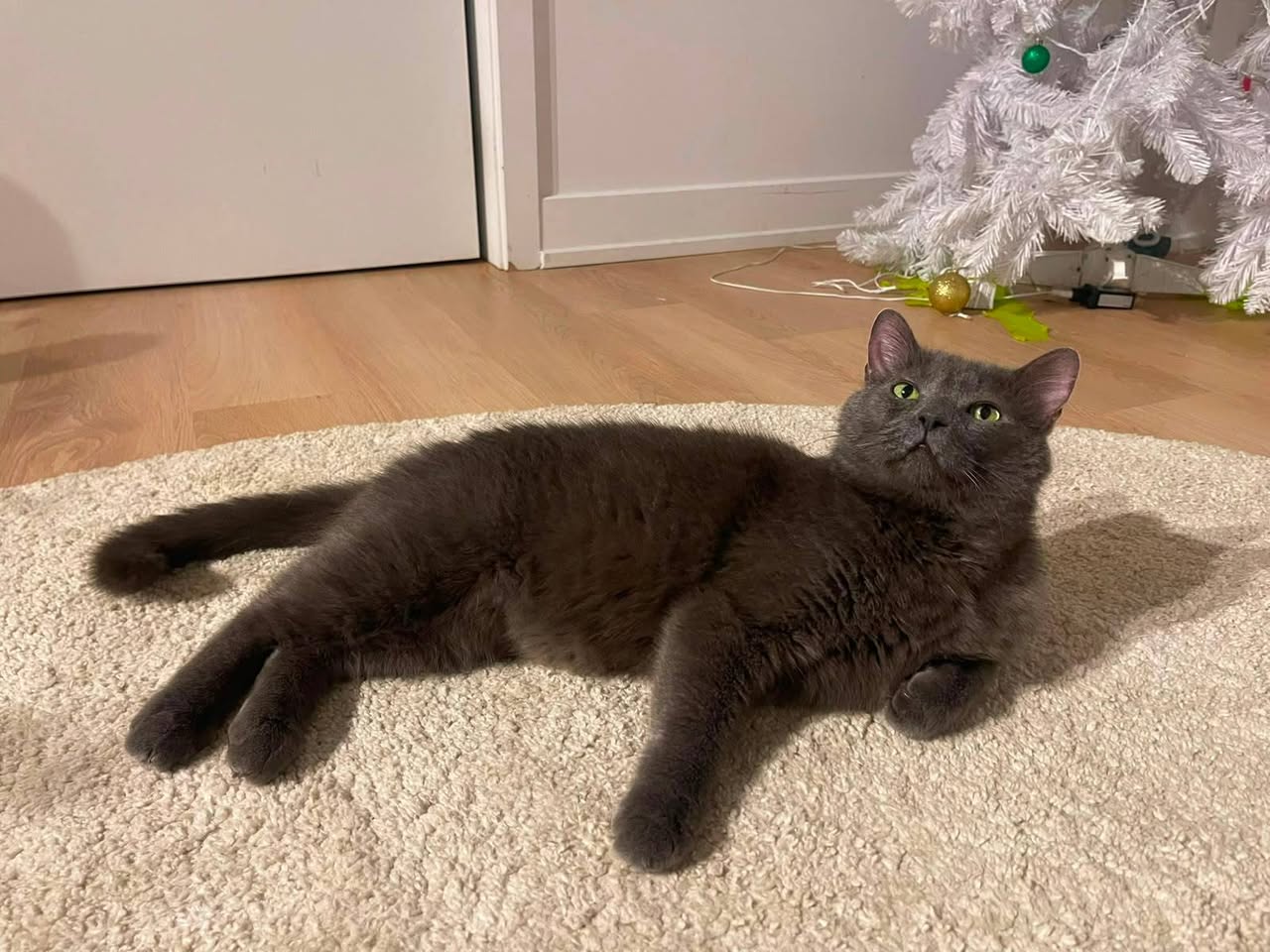 Found cat