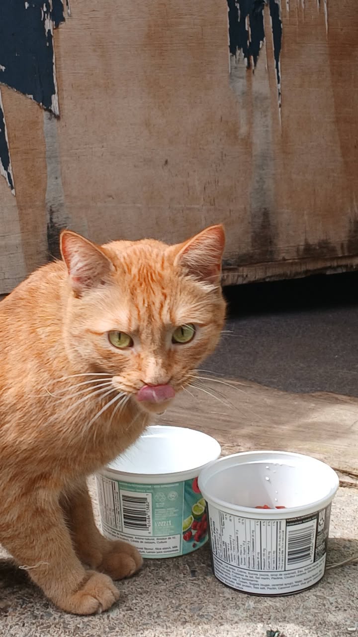 Found Cat in Vanier North