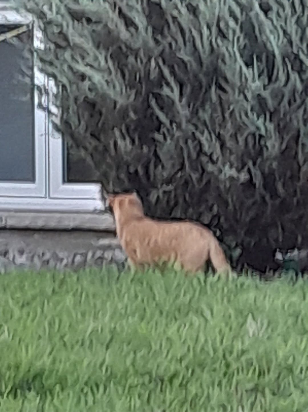 Found Cat in Vanier