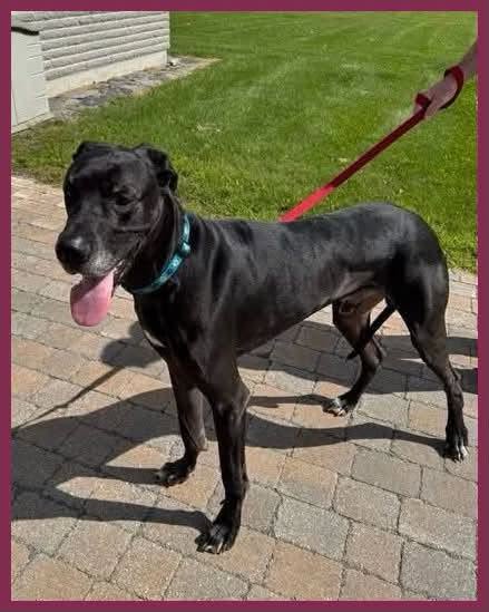 Found Dog in Alexandria
